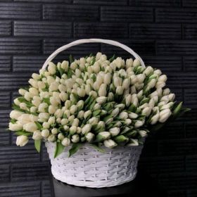 501 тюльпан в корзине